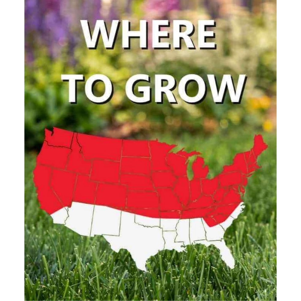 Jonathan Green seed sown in soil with sprouting grass showing establishment and quick growth benefit