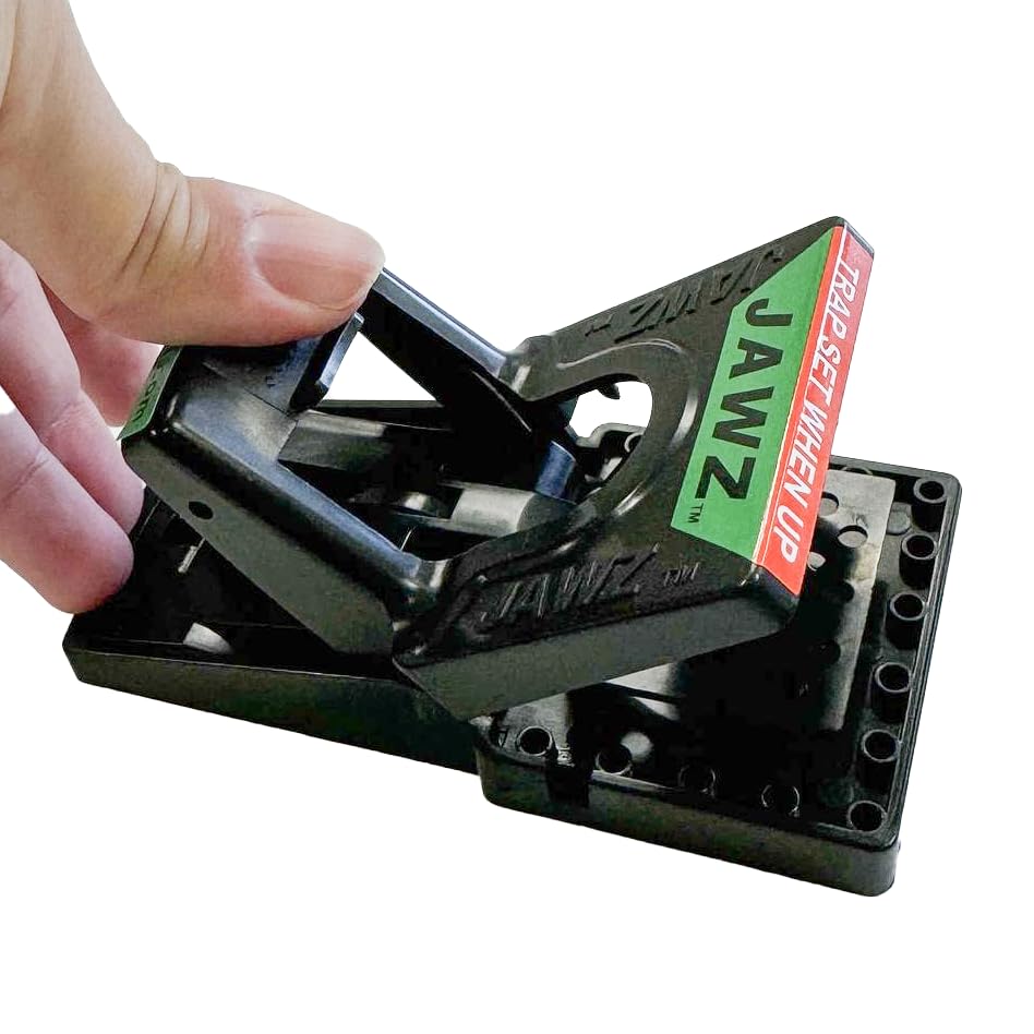 JT Eaton trap placed along baseboard illustrating strategic placement