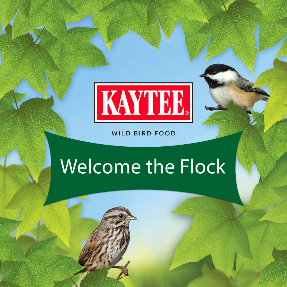 Kaytee backyard scene with feeder and birds for daily enjoyment