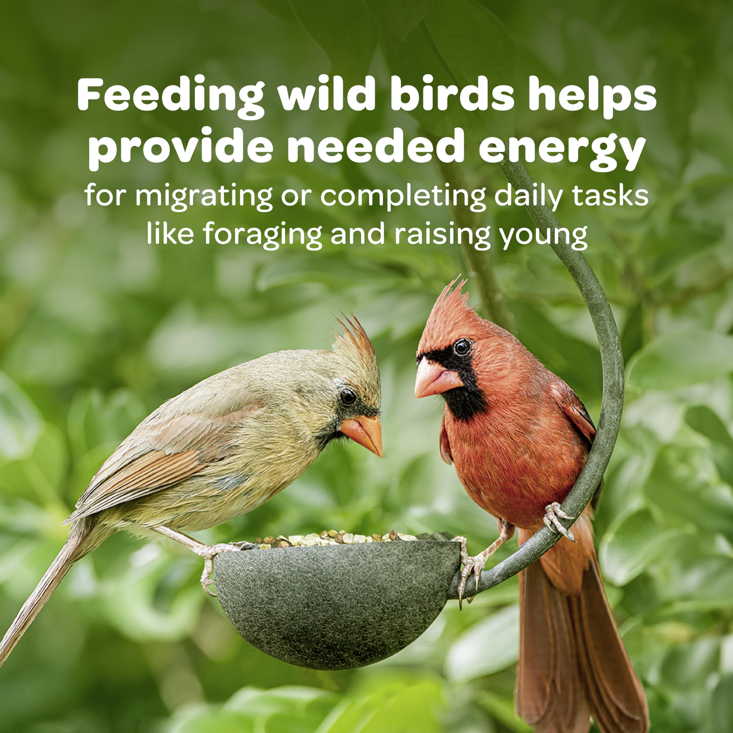 Kaytee seed in feeder with cardinal feeding to attract birds benefit