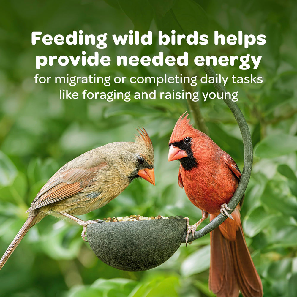 Kaytee seed in feeder with cardinal feeding to attract birds benefit