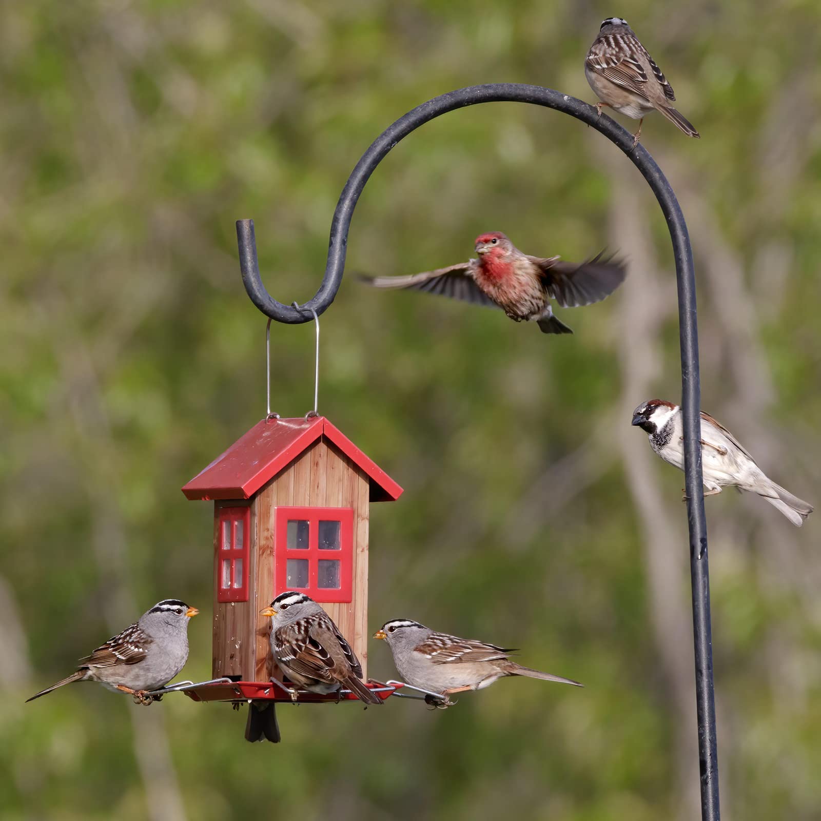 Kingsyard birds feeding in garden demonstrating attraction of wild birds