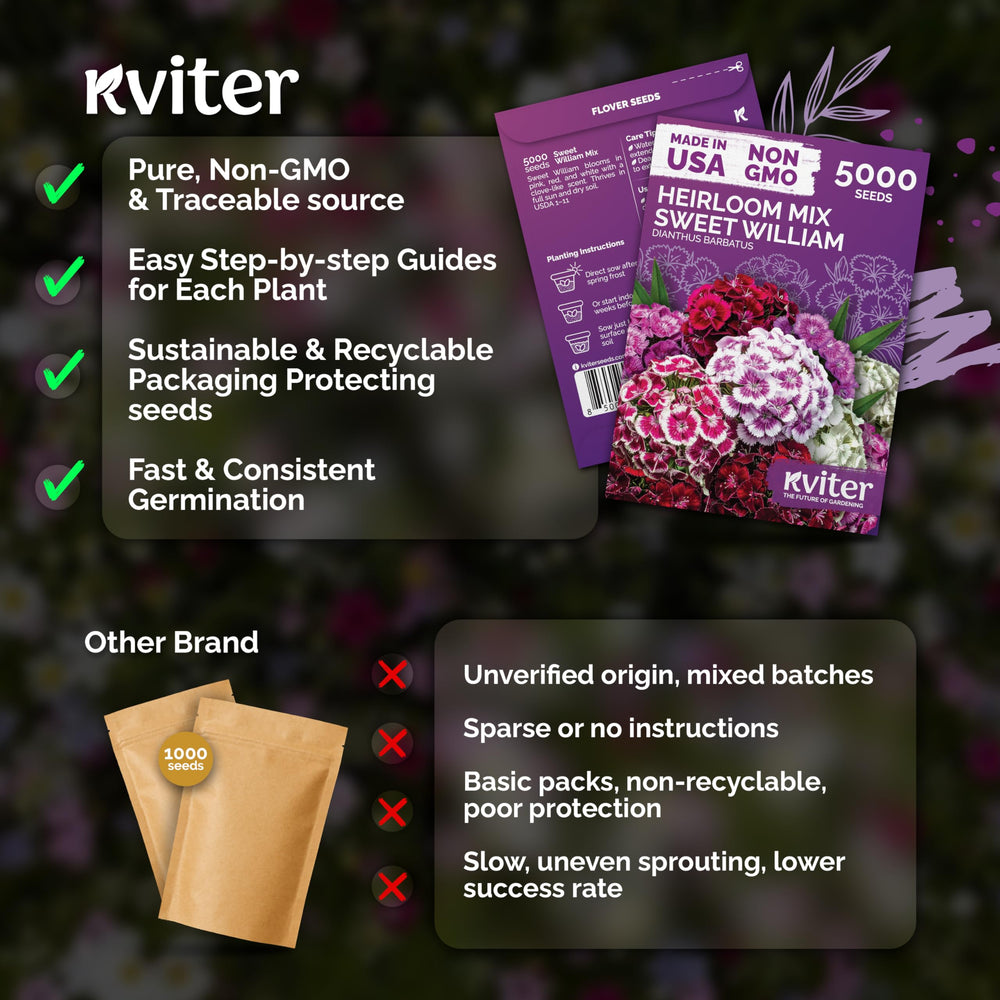 KVITER Sweet William growing in a container, showing suitability for pots and patios