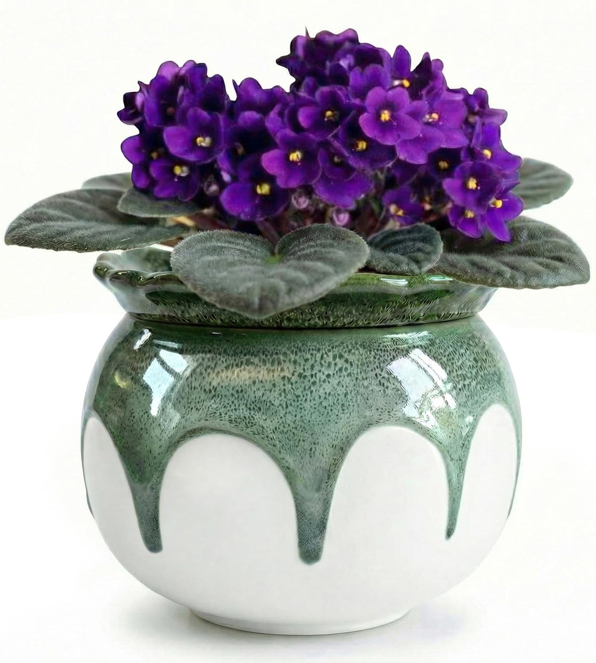 LITUDISO front view gradient green pot showing elegant design and decor benefit