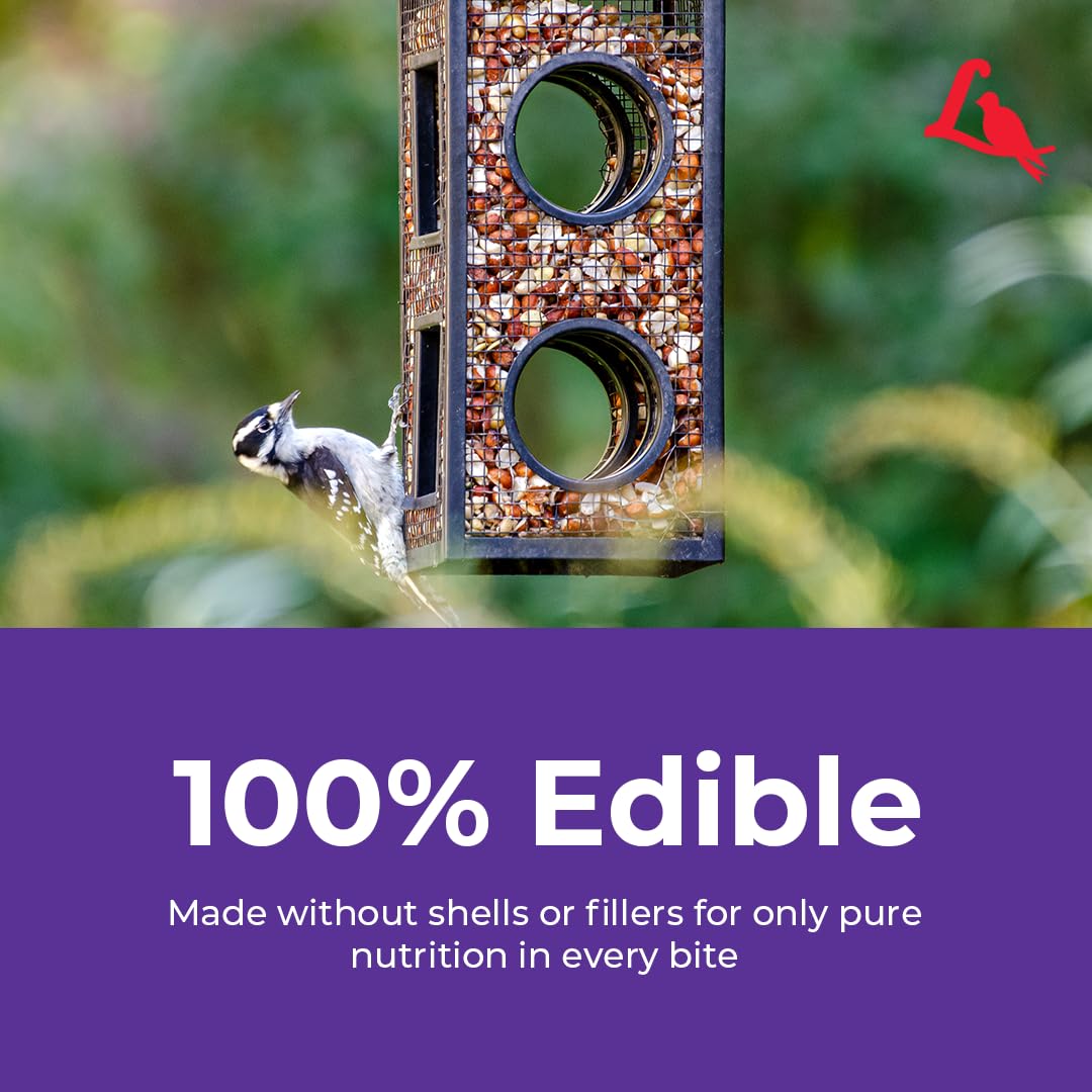 Cardinal feeding on Lyric Delite mix showcasing colorful bird attraction