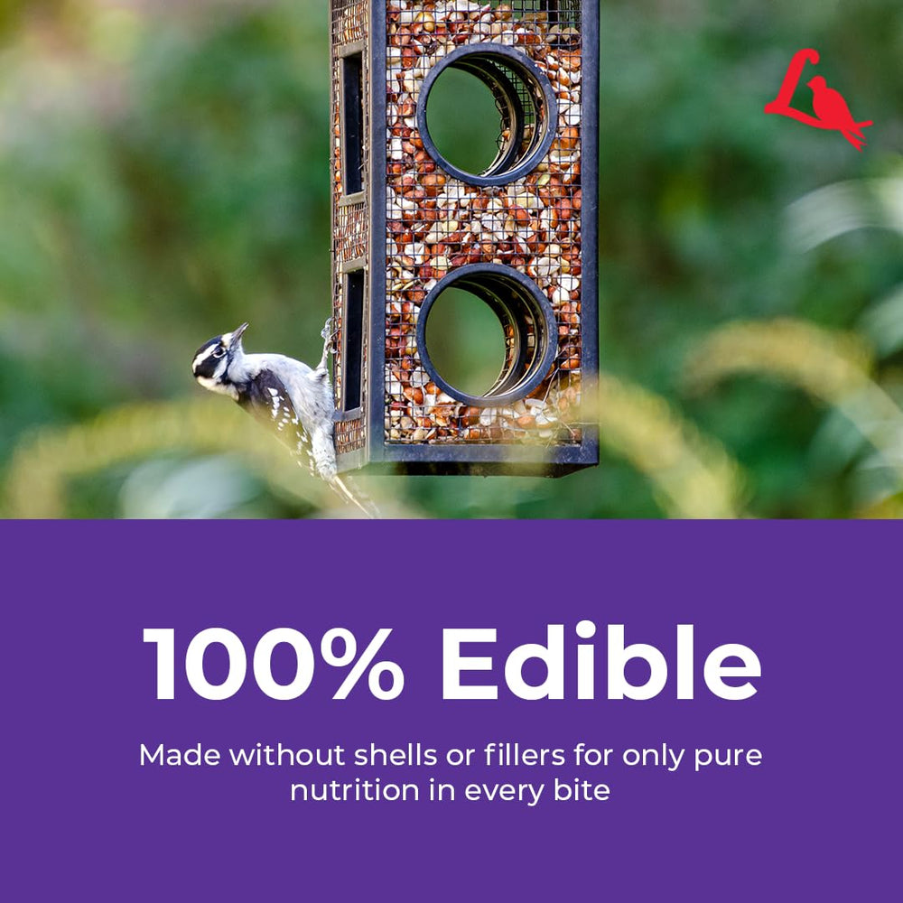 Cardinal feeding on Lyric Delite mix showcasing colorful bird attraction
