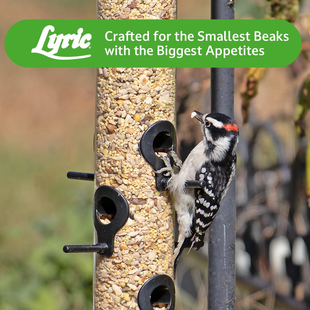 Lyric backyard scene with songbirds feeding to illustrate attraction and viewing enjoyment