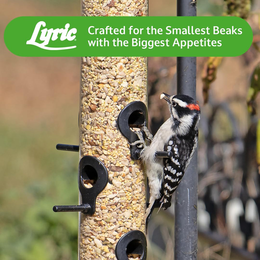 Lyric backyard scene with songbirds feeding to illustrate attraction and viewing enjoyment