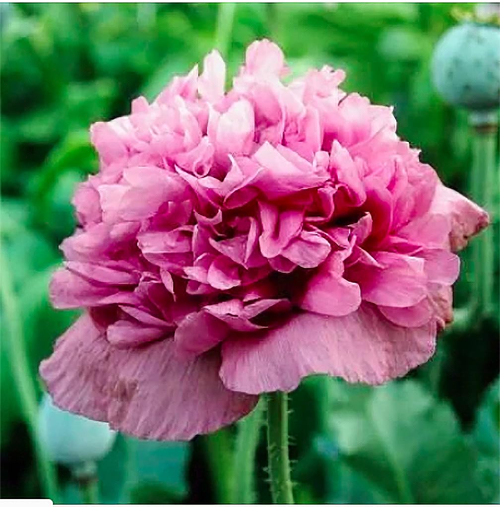 Marde Ross seed packet front showing Violetta Blush poppy imagery and quantity