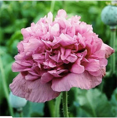 Marde Ross seed packet front showing Violetta Blush poppy imagery and quantity