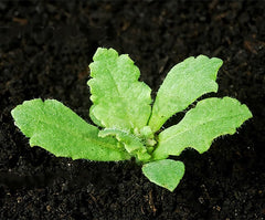 Close-up of Marde Ross poppy seeds highlighting texture and planting ease