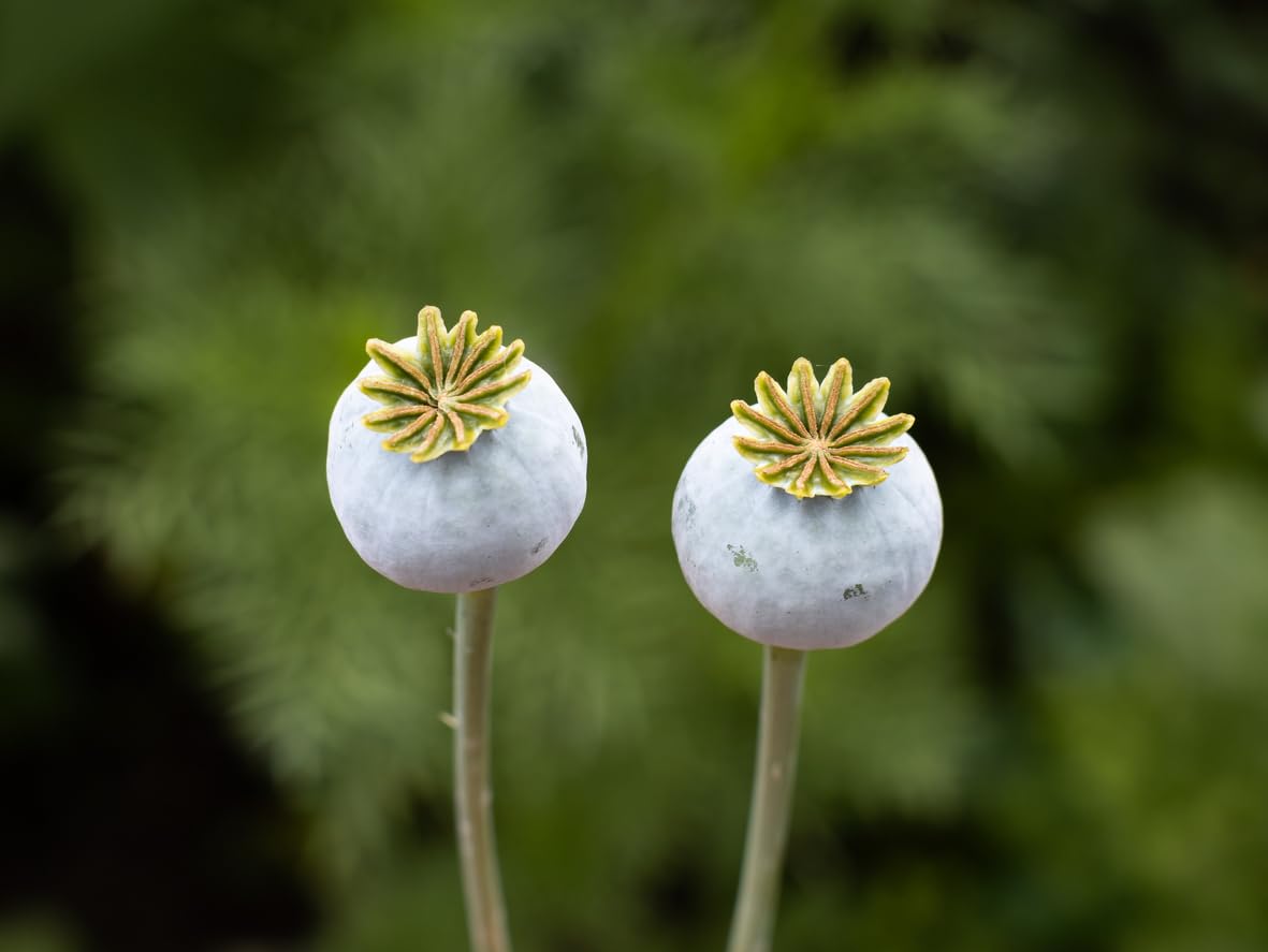 Single Violetta Blush poppy stem by Marde Ross displaying mauve petals and black center