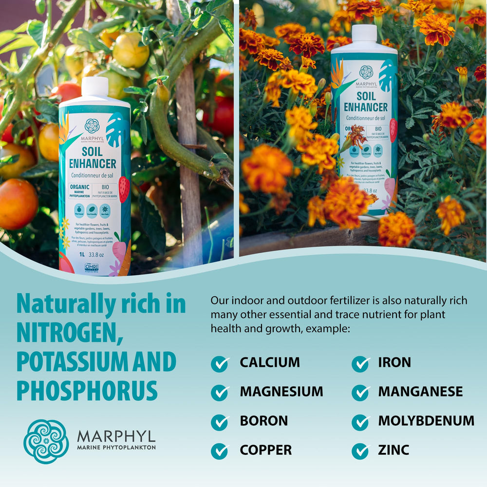 MARPHYL used on a potted houseplant demonstrating greener leaves