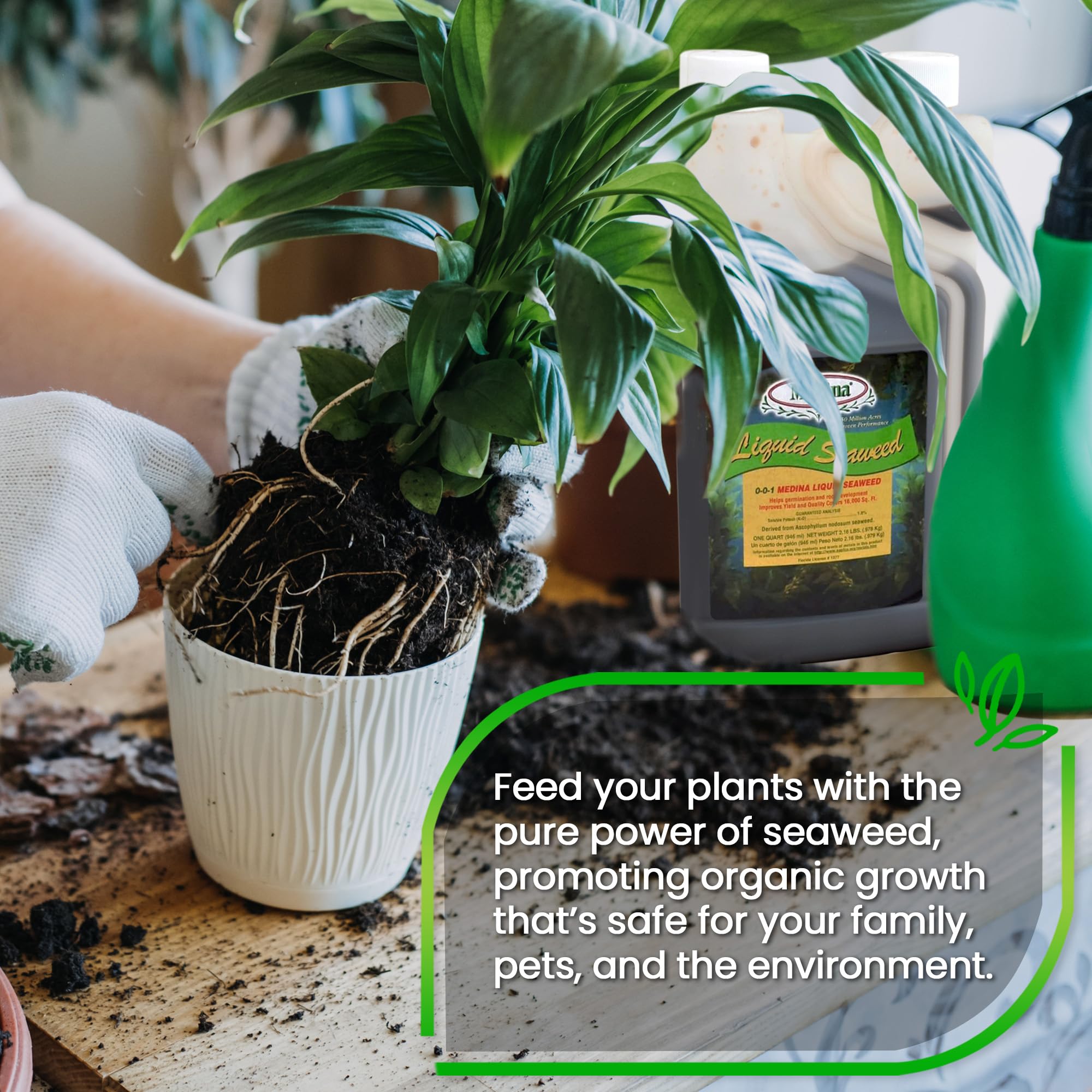 Medina applied to container garden illustrating root and plant health