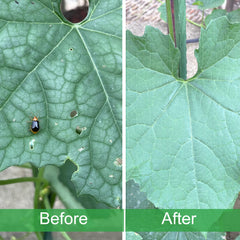 Meuallikit netting over vegetable bed keeping insects off crops