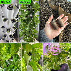 MEYCEMT seedling placed in pre-formed hole illustrating precise planting benefit