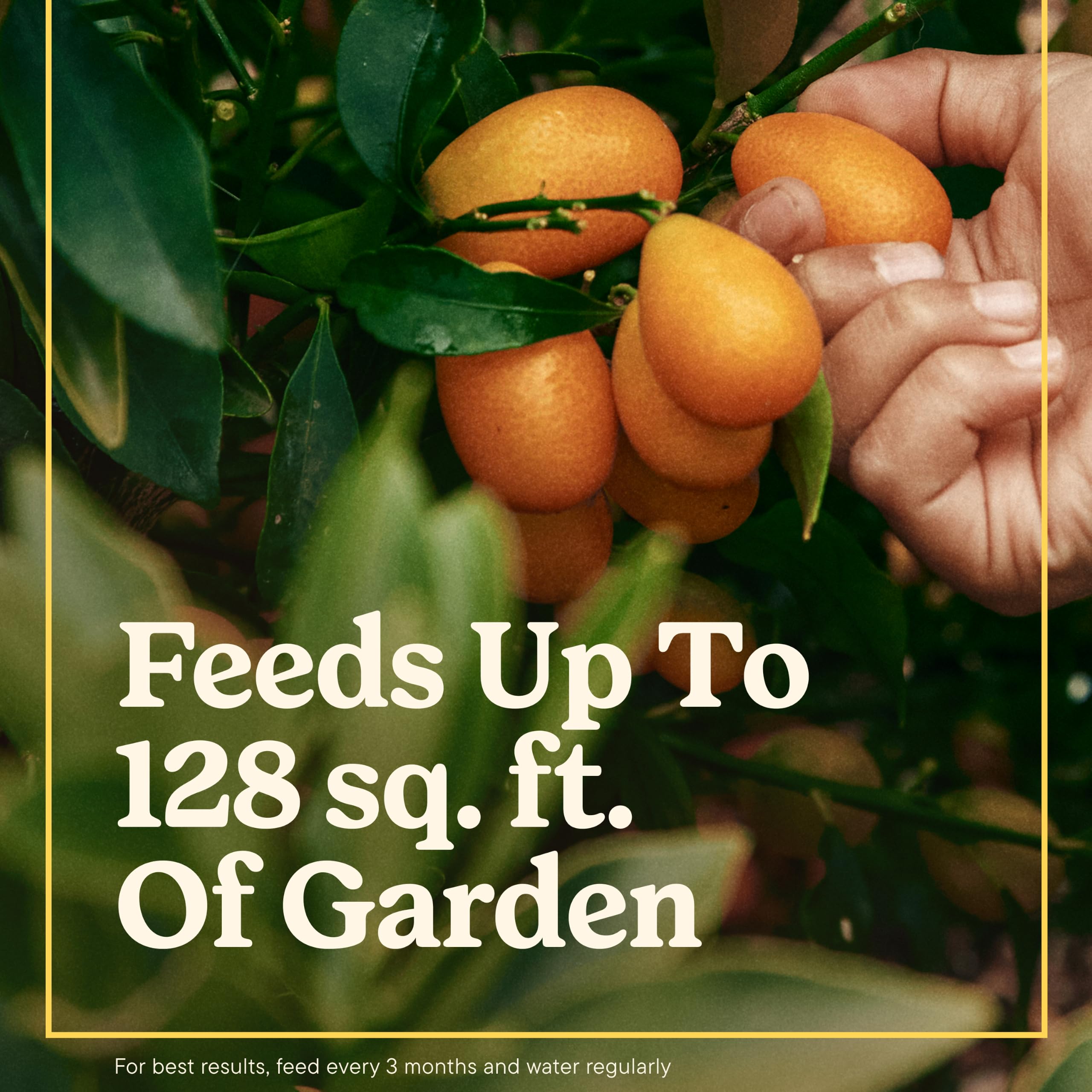 Miracle-Gro being applied to an in-ground vegetable bed for easy use
