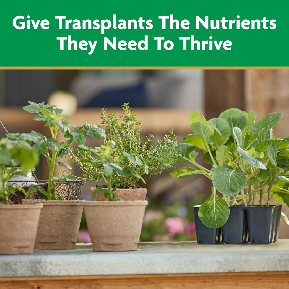 Miracle-Gro being poured around plant roots to settle soil and nourish new roots