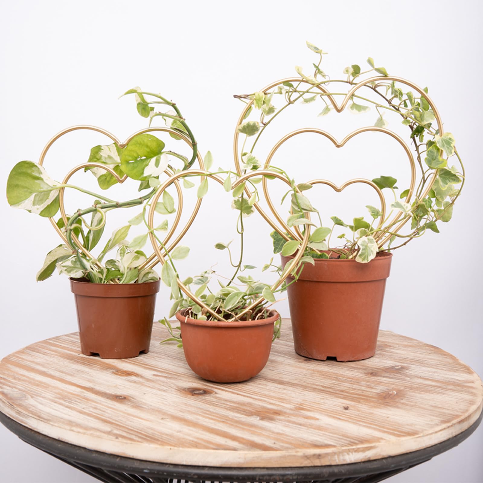 Mirthdino front view of three heart trellises showing decorative support