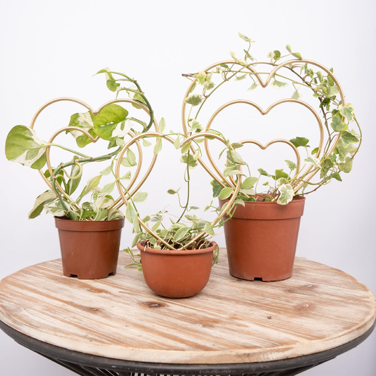 Mirthdino front view of three heart trellises showing decorative support