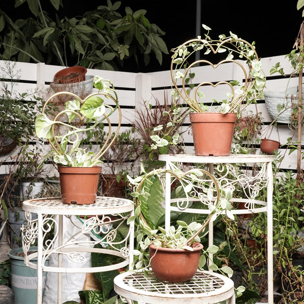 Mirthdino trellis in small pot with pothos improving vertical growth