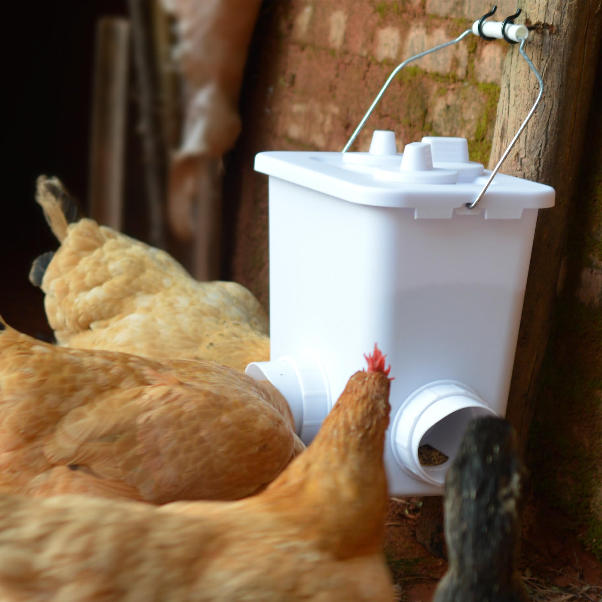 mozoba bucket beside adult chicken showing capacity and scale