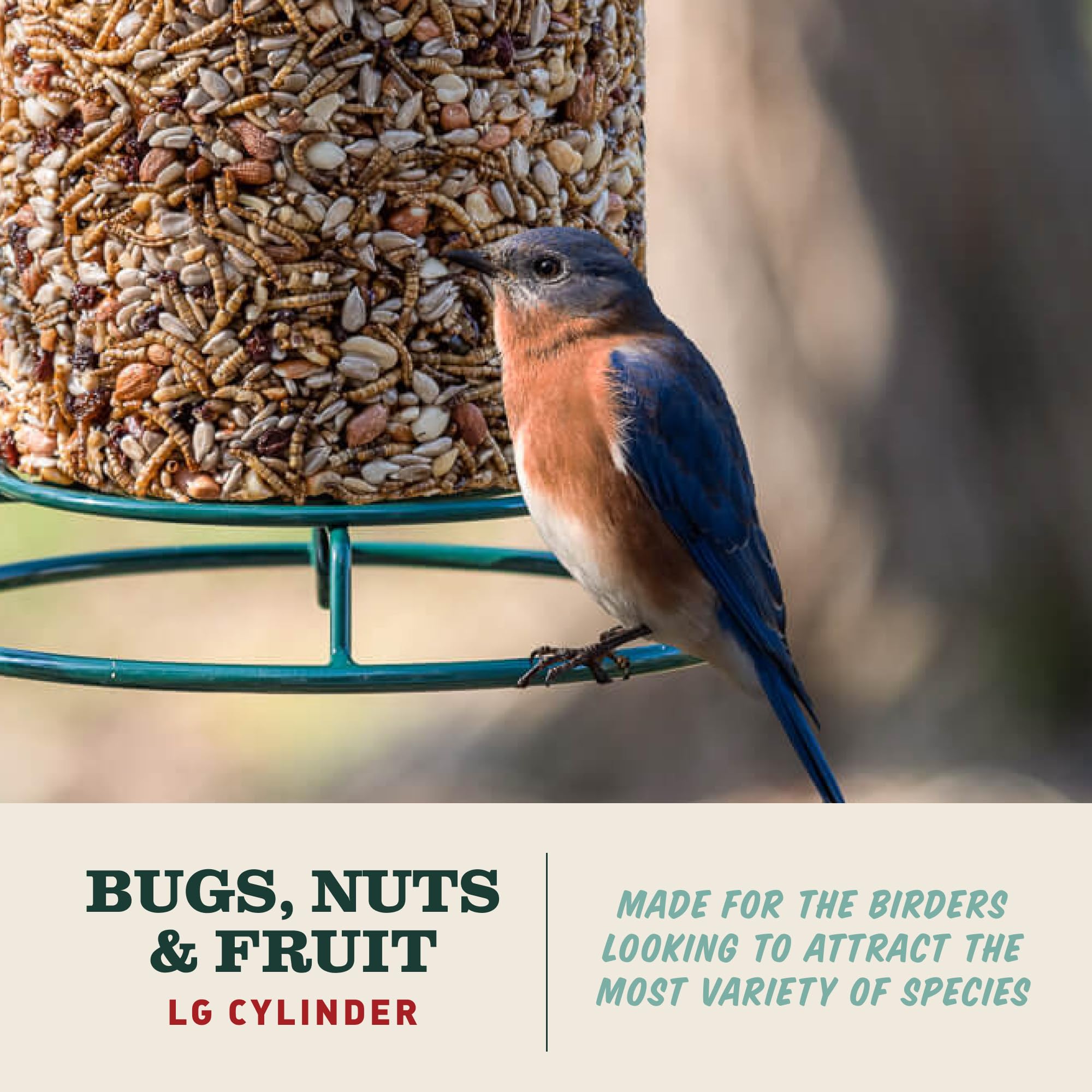 Mr. Bird close-up of mealworms nuts and fruit highlighting quality ingredients