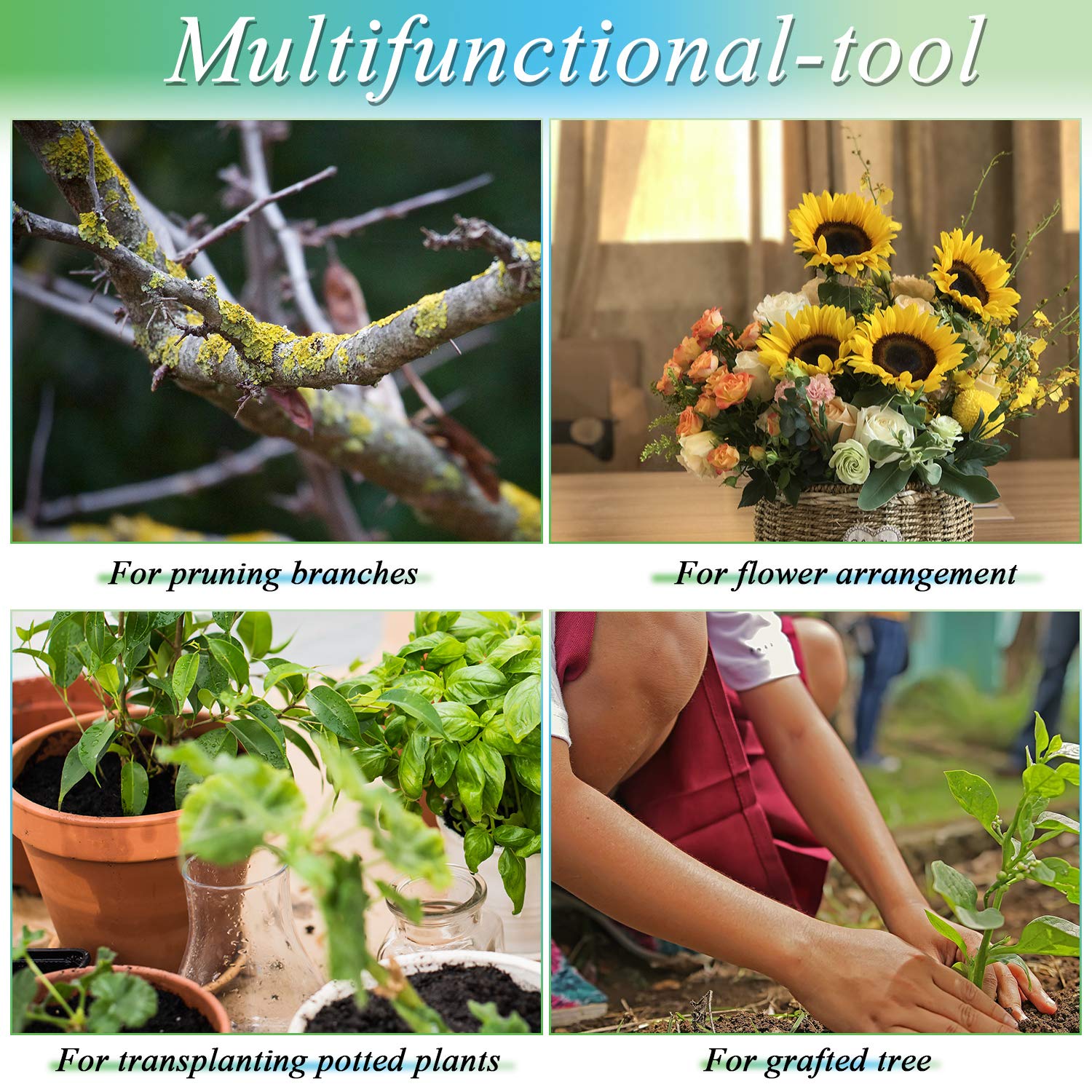 Mudder knife in use during bud graft illustrating accurate cut and faster work