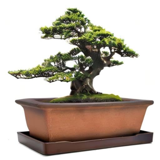 MUZHI top view with multiple plants illustrating arrangement possibilities