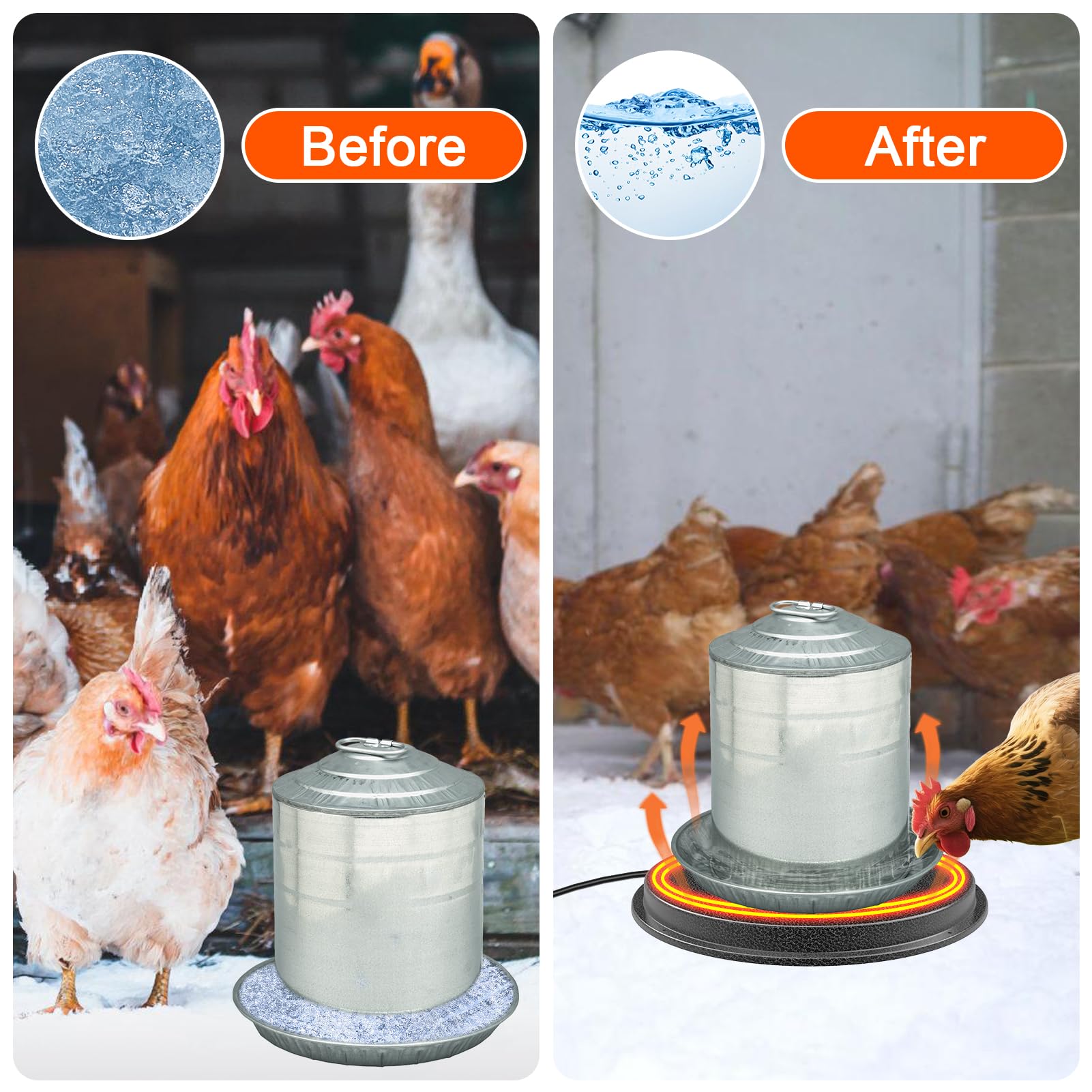 Myodal with a chicken drinking showing reliable unfrozen water access benefit