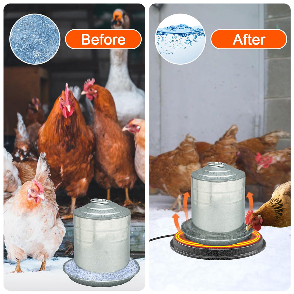 Myodal with a chicken drinking showing reliable unfrozen water access benefit