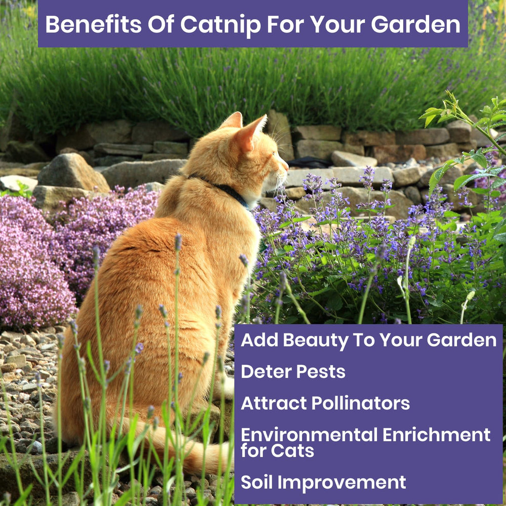 NatureZ Edge mature catnip plant in garden bed demonstrating abundant foliage