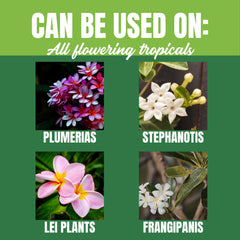 Nelson NutriStar applied to a potted plumeria promoting vibrant blooms