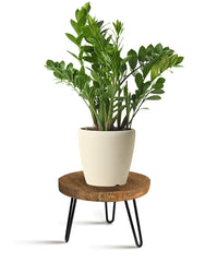 OBTAIN plant stand front view showing modern round silhouette and sturdy support