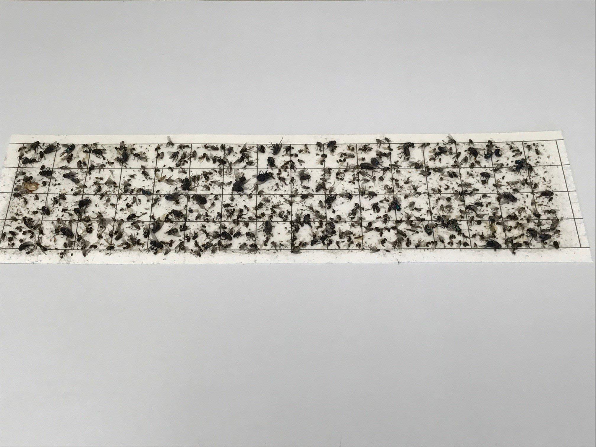 Olson Products Inc. glue board installed in Gilbert fly light showing straightforward fit