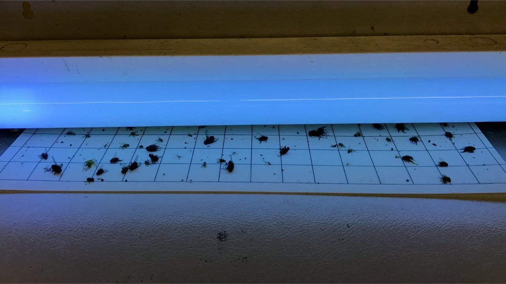 Olson Products Inc. 1 inch printed grid detail for fast insect counts and monitoring