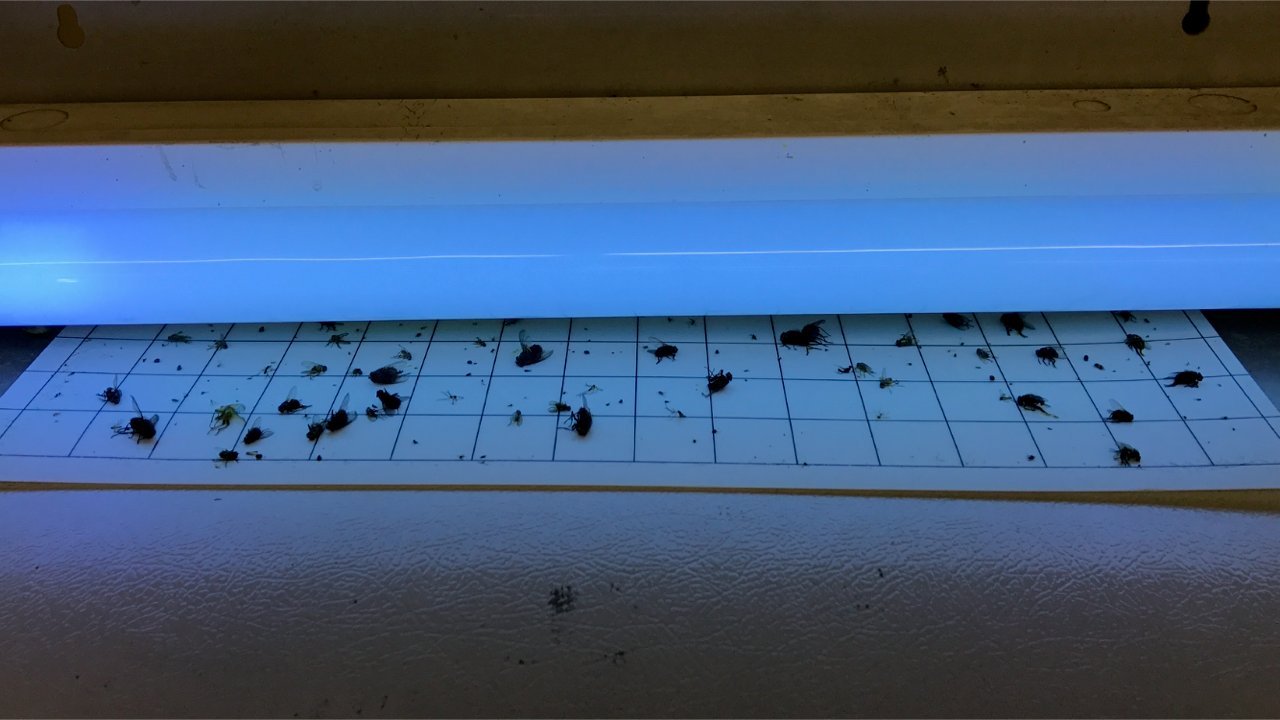 Olson Products glue board installed in fly light trap, demonstrates compatibility