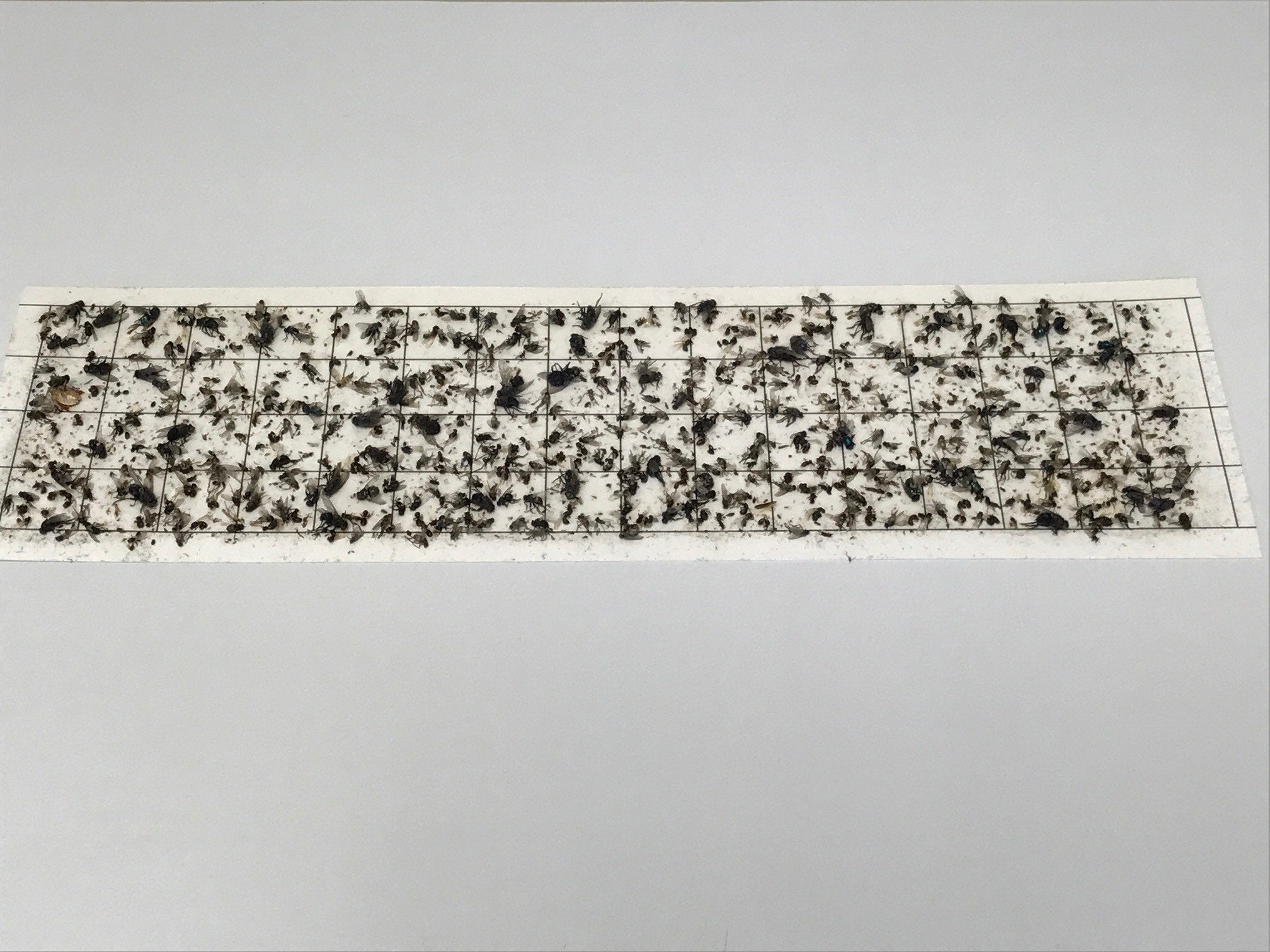 Olson Products one-inch printed grid detail, enables easy insect counting