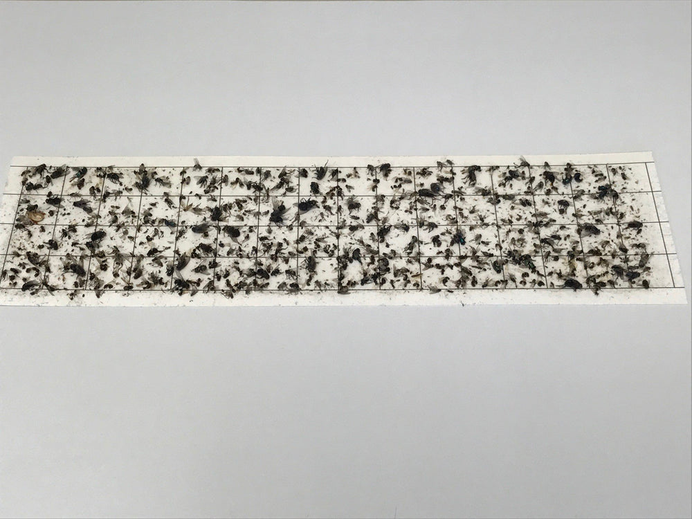 Olson Products one-inch printed grid detail, enables easy insect counting