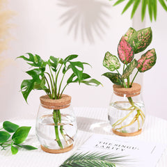 onepeng propagation station on windowsill adding fresh greenery and natural light