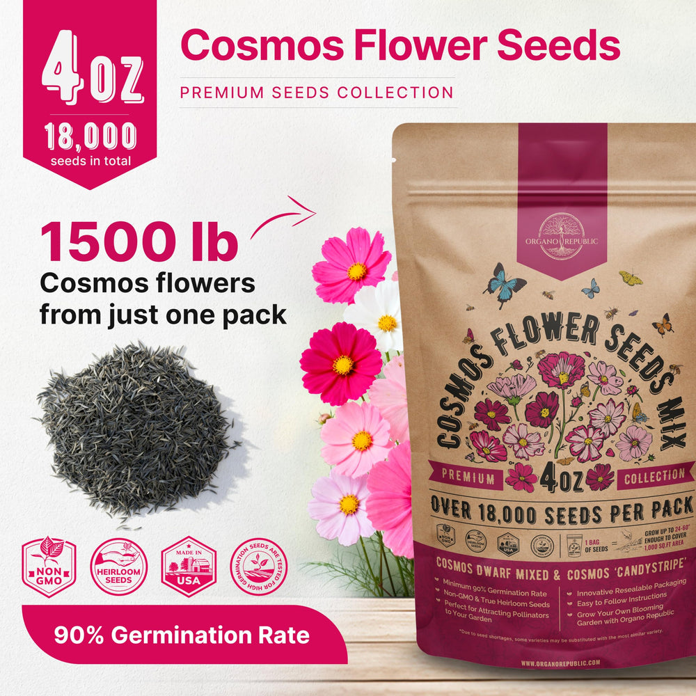 Organo Republic garden of pink and white cosmos blooms attracting pollinators