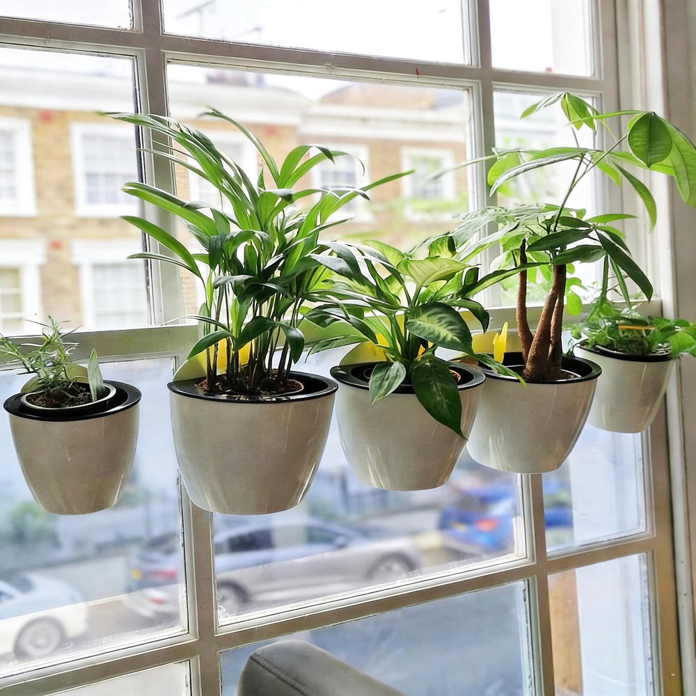 ORIMERC held in hand to show 5-inch pot scale and compact planting convenience