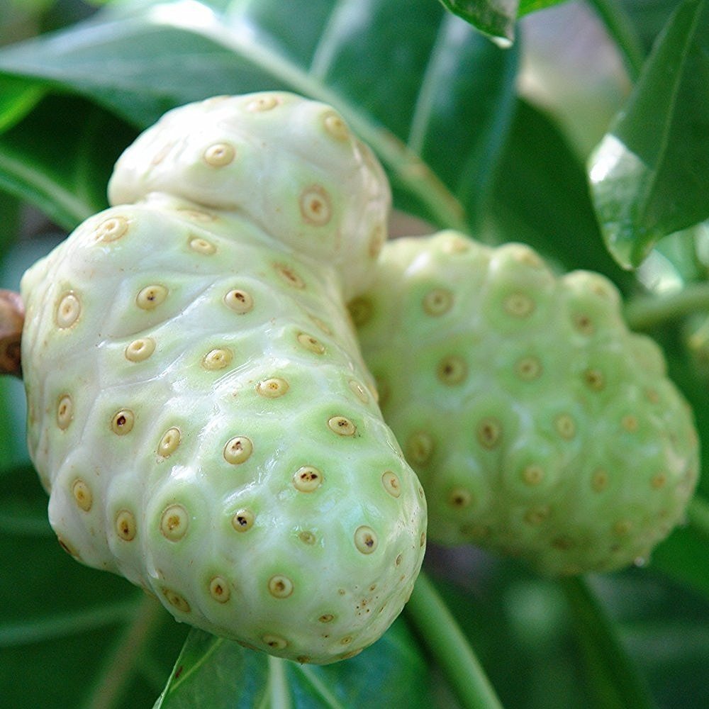 Palm Beach Medicinal Herbs seed envelope showing ten noni seeds, clear planting benefit