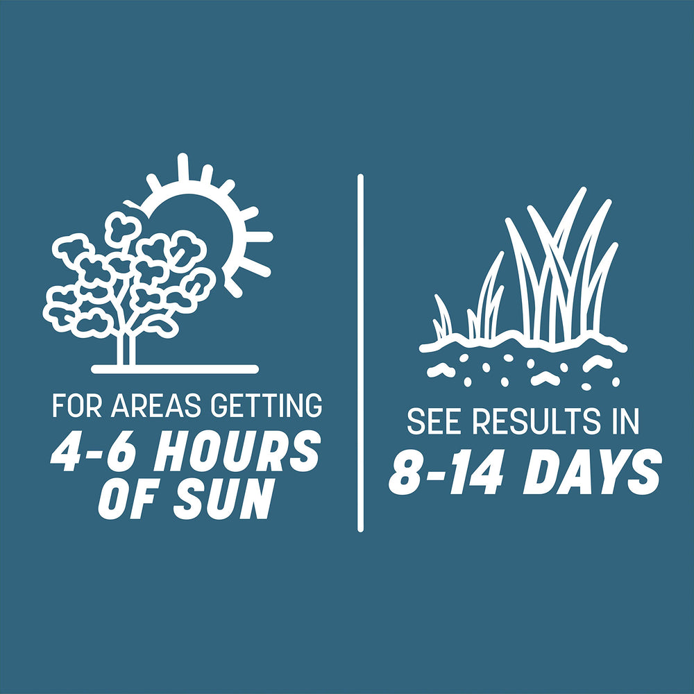 Pennington tall fescue established lawn demonstrating drought tolerance