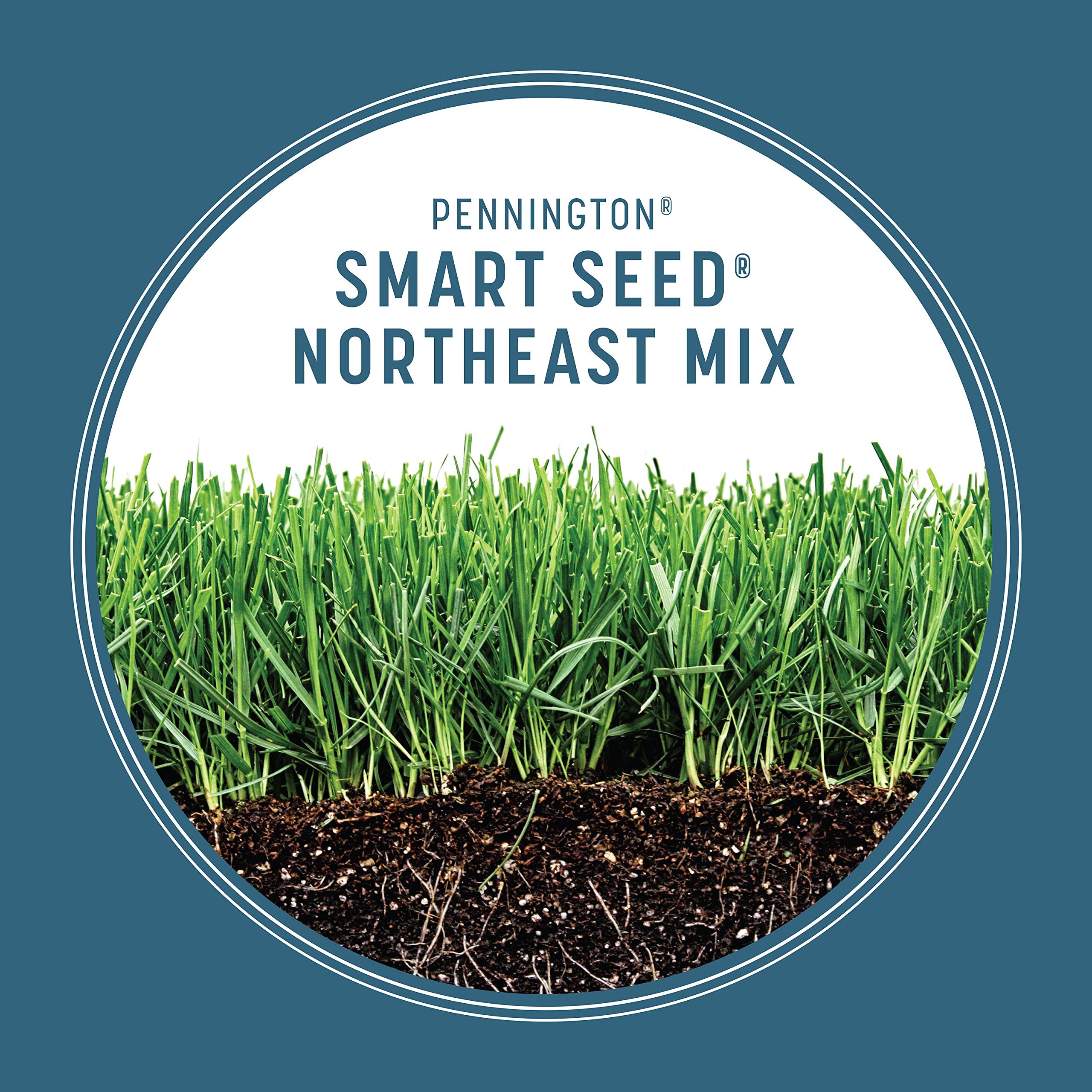 Pennington seed scattered on soil for easy sowing and contact