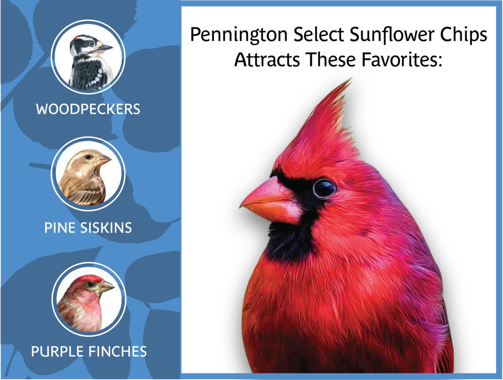 Feeder with cardinal enjoying Pennington chips demonstrating attraction