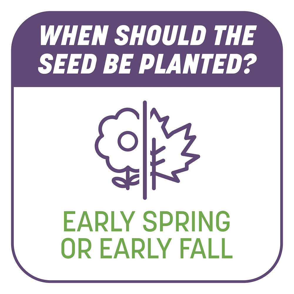 New grass sprouting at five days after Pennington application for rapid results