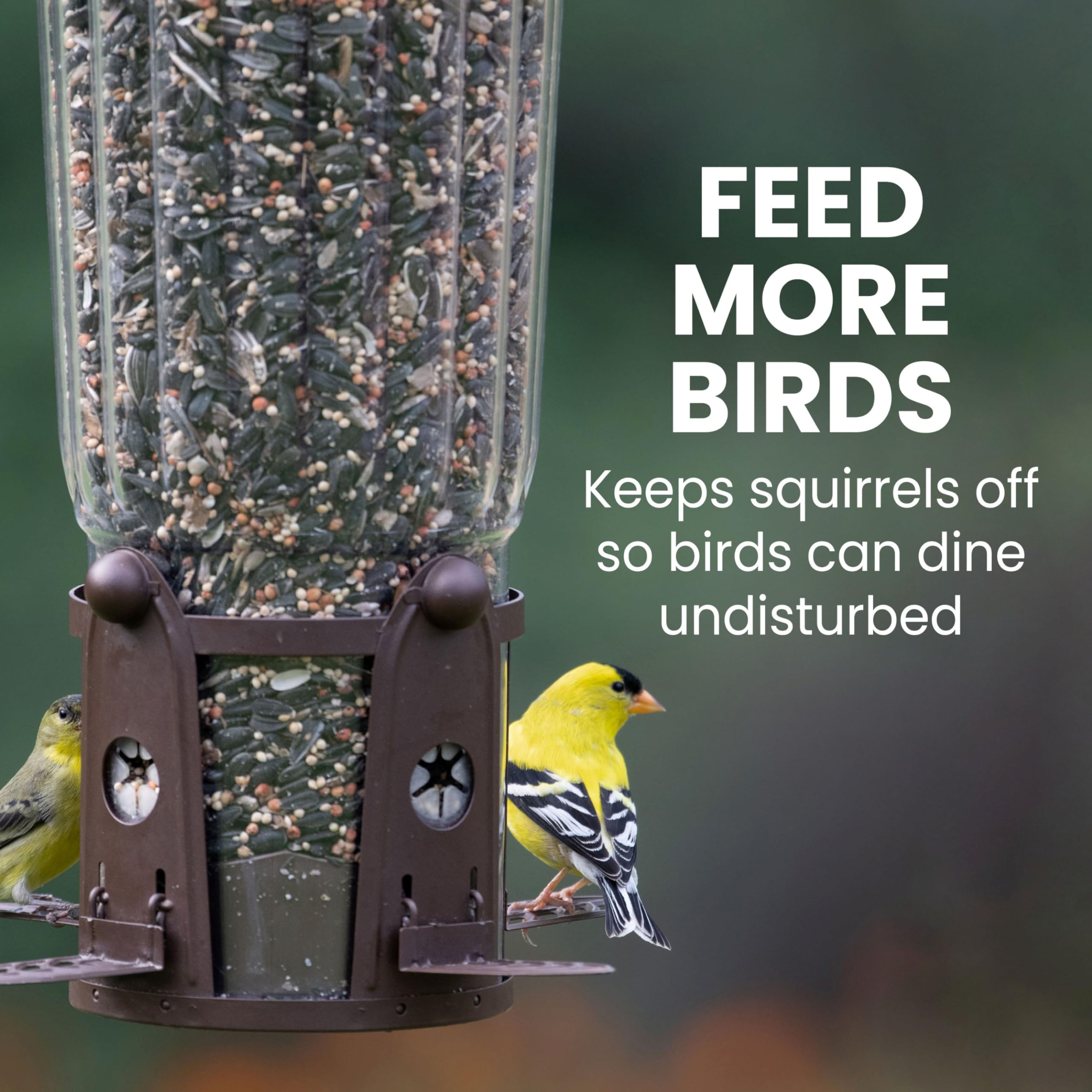 Perky-Pet feeder hanging in backyard garden for natural birdwatching