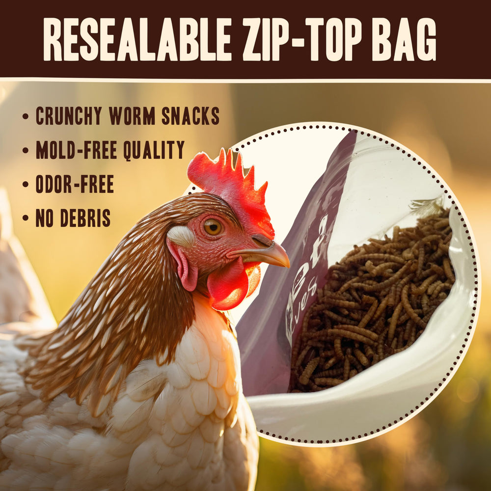 Pet Faves mealworms being offered to a backyard hen boosting nutrition