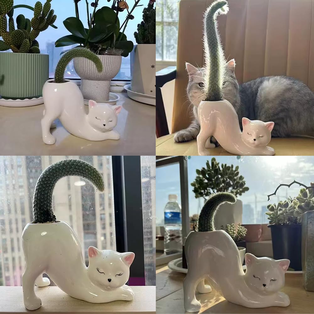 Picvelno planter with succulent on shelf showing decorative styling benefit